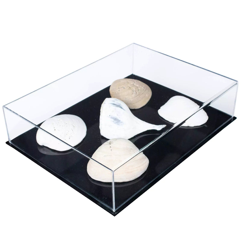 Display Case With Clear Base For Sale On BetterDisplayCases