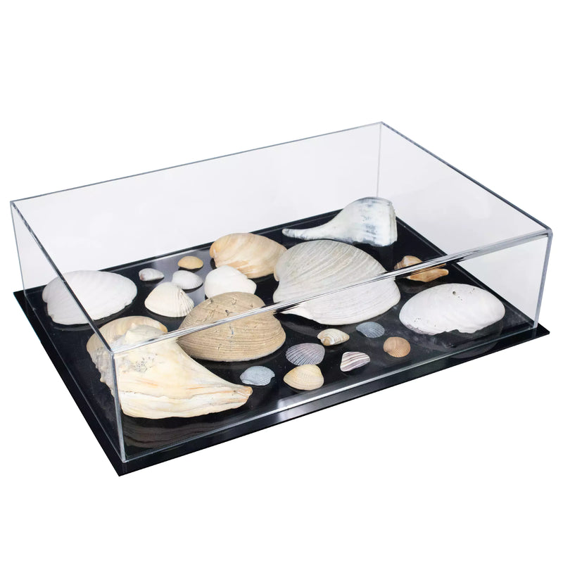 Display Case With Clear Base For Sale On BetterDisplayCases